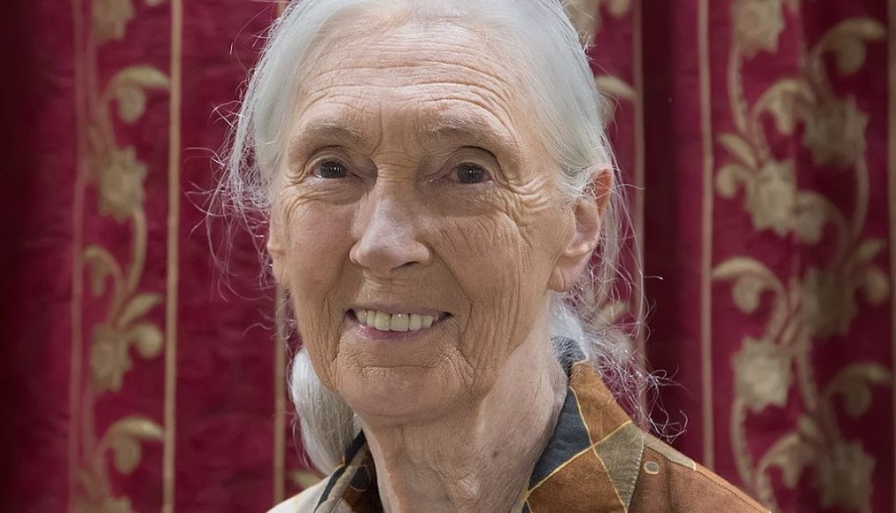 Jane Goodall en 2018 Jane Goodall en 2018 / ©Muhammad Mahdi Karim, GFDL 1.2 Wikimedia Commons