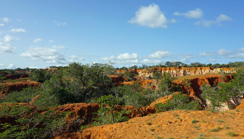 Région de Malindi, au sud-est du Kenya, où se trouve le village de Shakahola, où ont été retrouvées les victimes de la secte. Région de Malindi, au sud-est du Kenya, où se trouve le village de Shakahola, où ont été retrouvées les victimes de la secte. / ©iStock
