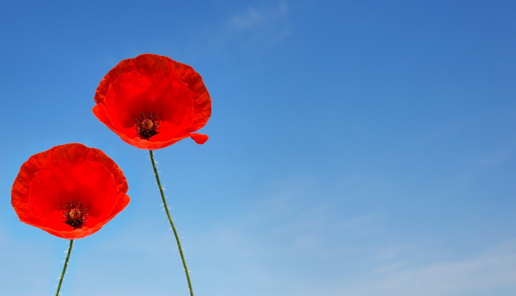 Prendre soin de son couple / Un couple de fleurs