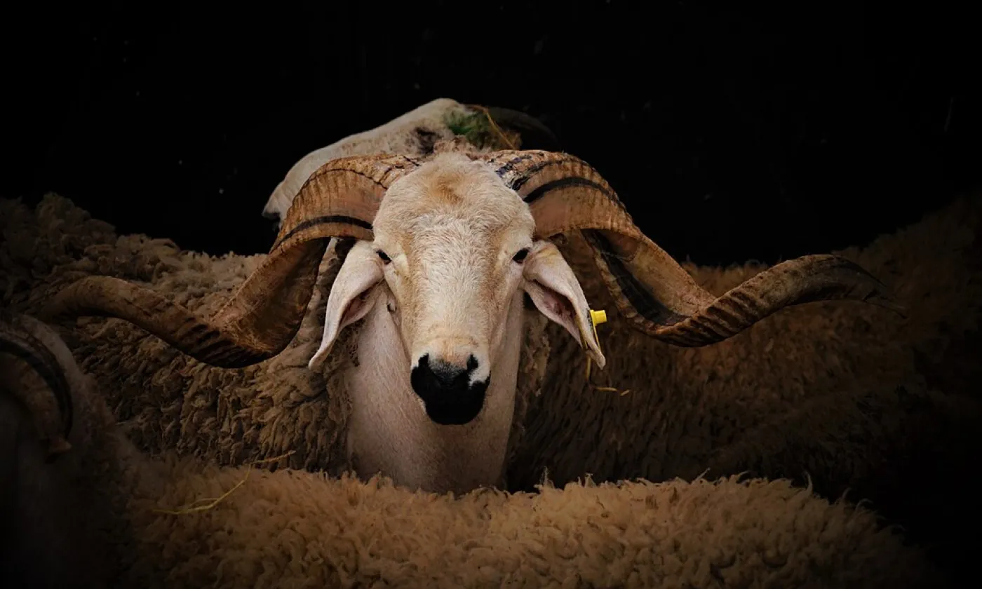 ©Fraguando, CC BY-SA 4.0 Wikimedia Commons